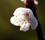 Prunus Armeniaca
